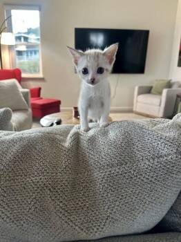 Cupcake -  Domestic Short Hair Cat for Adoption in Honolulu, Hawaii - Cupcake | PetCurious