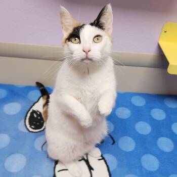 Sassy -  Calico Cat for Adoption in Marshfield, Wisconsin - Sassy | PetCurious
