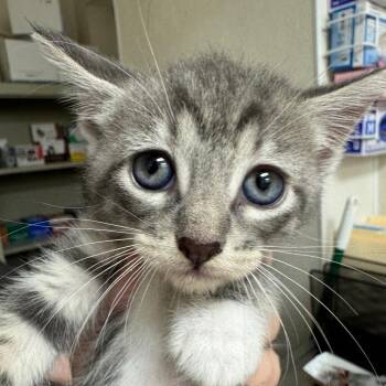 Cupcake -  Domestic Short Hair Cat for Adoption in Pekin, Illinois - Cupcake | PetCurious