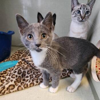 Rescue Domestic Short Hair Cats for Adoption in Monroe, Michigan - Dracula | PetCurious