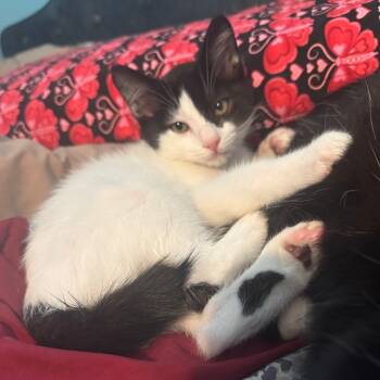 Rescue Domestic Short Hair Cats for Adoption in Santa Rosa, California - Pirate | PetCurious