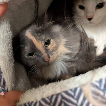 Domestic Long Hair Cats Available for Adoption in Titusville, Florida - Blue | PetCurious