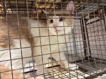 TANSY -  Domestic Medium Hair Cat for Adoption - TANSY | PetCurious
