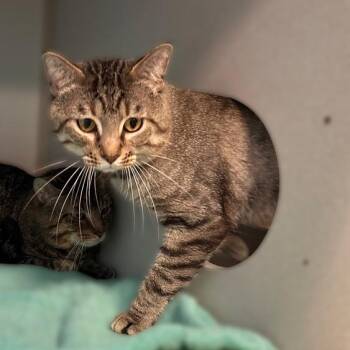 Smokey Dokey Artichokey -  Domestic Short Hair Cat for Adoption in Davenport, Iowa - Smokey Dokey Artichokey | PetCurious