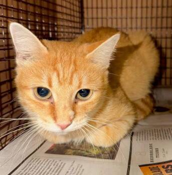 Pumpkin Patch -  Domestic Short Hair Cat for Adoption in Austin, Texas - Pumpkin Patch | PetCurious