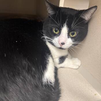 Domestic Short Hair Cats Available for Adoption in Buffalo, New York - Mister | PetCurious