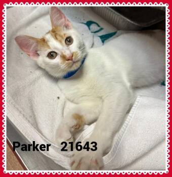 PARKER (ALSO SEE WILSON&HARRIET) -  Domestic Short Hair Cat for Adoption in Marietta, Georgia - PARKER (ALSO SEE WILSON&HARRIET) | PetCurious