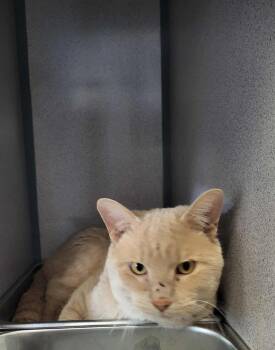 Rescue Domestic Short Hair Cats for Adoption in Canon City, Colorado - Russet | PetCurious