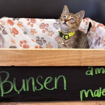 Domestic Short Hair Cats Available for Adoption in Gadsden, Alabama - Bunsen | PetCurious