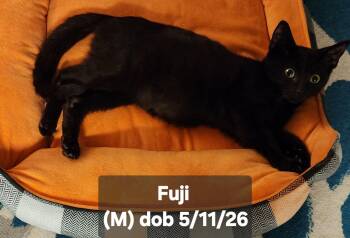 Fuji -  Domestic Short Hair Cat for Adoption in Trenton, New Jersey - Fuji | PetCurious