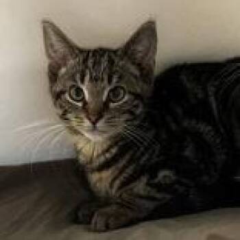 Arturo -  Domestic Short Hair Cat for Adoption in Portsmouth, Ohio - Arturo | PetCurious