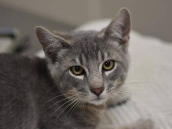 Count Chocula -  Domestic Short Hair Cat for Adoption in Portland, Oregon - Count Chocula | PetCurious