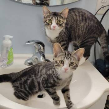 Tabby Cats Available for Adoption - Shiney & Bones  | PetCurious