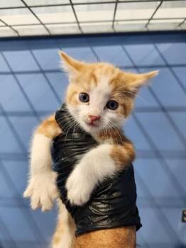 BOBBY -  Domestic Short Hair Cat for Adoption in San Bernardino, California - BOBBY | PetCurious