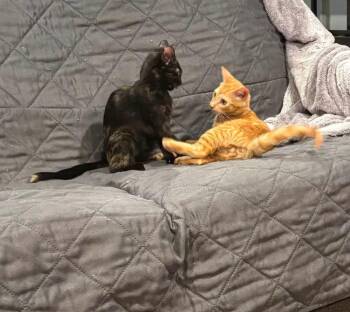 Apollo -  Domestic Medium Hair Cat for Adoption in Ballwin, Missouri - Apollo | PetCurious