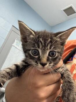 Charlie -  Domestic Short Hair Cat for Adoption in Evansville, Indiana - Charlie | PetCurious