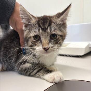 26-269 -  Domestic Short Hair Cat for Adoption in North Branford, Connecticut - 26-269 | PetCurious