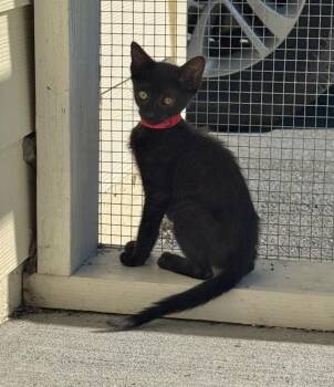Spicy -  Domestic Short Hair Cat for Adoption in Kingsland, Georgia - Spicy | PetCurious