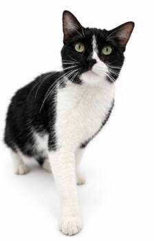 Reginolda -  Domestic Short Hair Cat for Adoption in Bowling Green, Kentucky - Reginolda | PetCurious