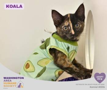 Koala -  Domestic Short Hair Cat for Adoption in Eighty Four, Pennsylvania - Koala | PetCurious