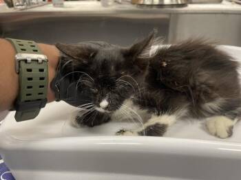 A1927694 -  Domestic Short Hair Cat for Adoption in Thousand Palms, California - A1927694 | PetCurious