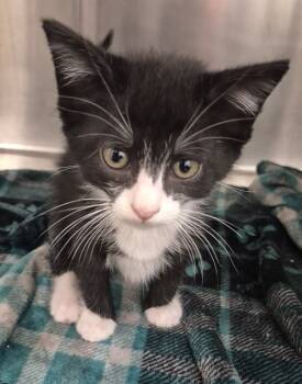 Rescue Domestic Short Hair Cats for Adoption in Decatur, Illinois - VELCRO | PetCurious