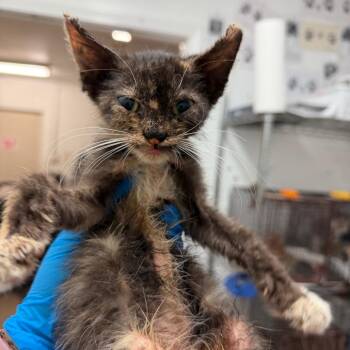 Harley -  Domestic Short Hair Cat for Adoption in Edinburg, Texas - Harley | PetCurious