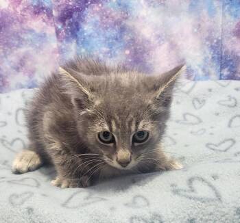 Mango -  Domestic Short Hair Cat for Adoption in Washington Court House, Ohio - Mango | PetCurious
