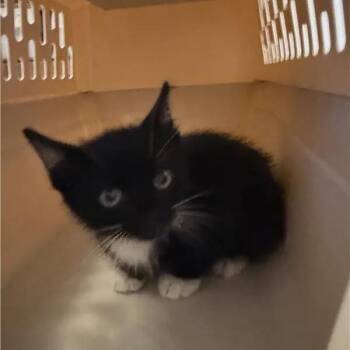 Hunter -  Domestic Short Hair Cat for Adoption in Brentwood, Missouri - Hunter | PetCurious
