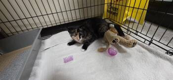 Rainbow -  Domestic Short Hair Cat for Adoption in Lancaster, Pennsylvania - Rainbow | PetCurious