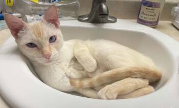 Barnaby 2 -  Domestic Short Hair and Siamese Cat for Adoption in Tucson, Arizona - Barnaby 2 | PetCurious