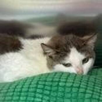 Domestic Short Hair Cats Available for Adoption in Burlington, Ontario - Diana | PetCurious