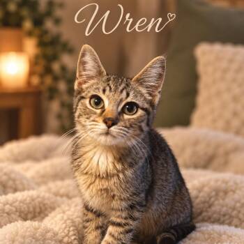 Wren -  Domestic Short Hair Cat for Adoption in Inman, South Carolina - Wren | PetCurious