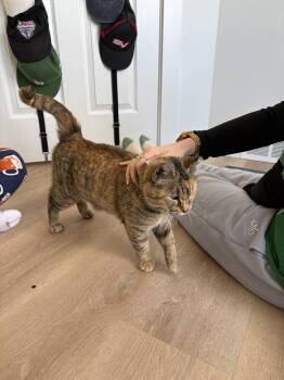 Domestic Short Hair Cats Available for Adoption in Oak Park, Michigan - Millie Bonnie Bon Jovi | PetCurious