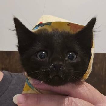 Nala Olson -  Domestic Short Hair Cat for Adoption in Eagle Mountain, Utah - Nala Olson | PetCurious
