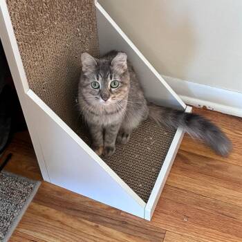 Domestic Medium Hair Cats Available for Adoption - Winslow C68296 | PetCurious