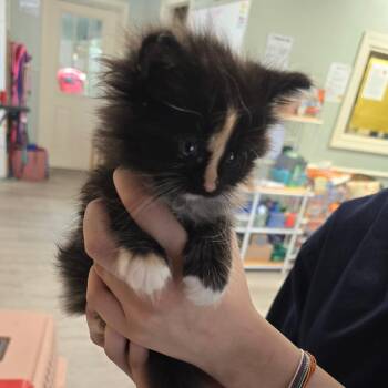 Domestic Long Hair and Maine Coon Cats Available for Adoption in Waldorf, Maryland - Tequila | PetCurious