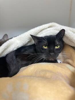 Domestic Short Hair Cats Available for Adoption in Johnson City, Tennessee - Binx (Petie Way) | PetCurious