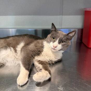 IVHS-Stray-140420 -  Domestic Short Hair Cat for Adoption in San Gabriel, California - IVHS-Stray-140420 | PetCurious