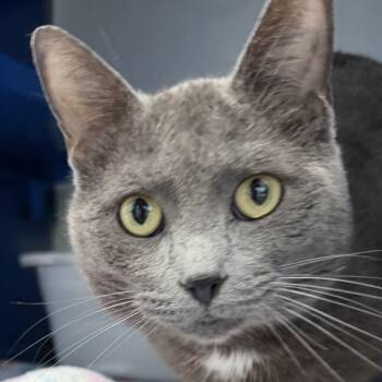 Domestic Short Hair Cats Available for Adoption in Sault Ste. Marie, Michigan - Bill Nye | PetCurious