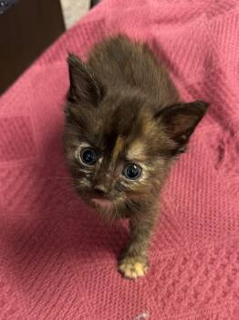 Moka -  Domestic Short Hair Cat for Adoption in Greensboro, North Carolina - Moka | PetCurious