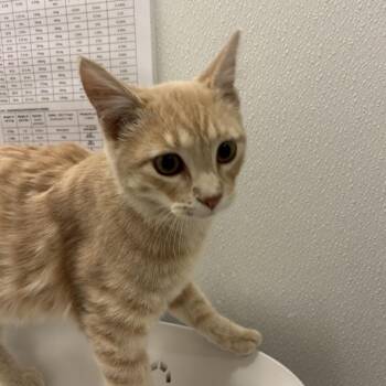 Tuff Guy -  Domestic Short Hair Cat for Adoption in Park City, Utah - Tuff Guy | PetCurious