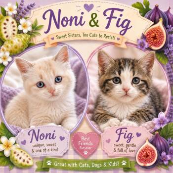 FIG & NONI -  Domestic Medium Hair and Siamese Cat Available for Adoption in Lakesite, Tennessee - FIG & NONI | PetCurious