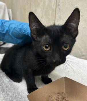 Hilda -  Domestic Short Hair Cat for Adoption in Honolulu, Hawaii - Hilda | PetCurious