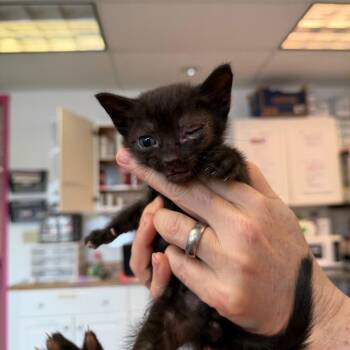 Xpert Jokester 8 -  Domestic Short Hair Cat for Adoption in Austin, Texas - Xpert Jokester 8 | PetCurious