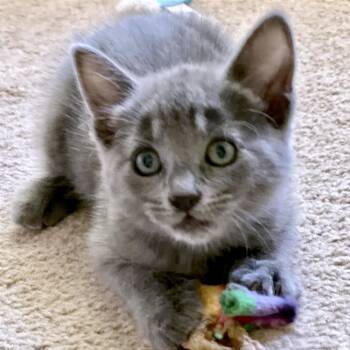 Zoom 20 -  Domestic Short Hair Cat for Adoption in Austin, Texas - Zoom 20 | PetCurious