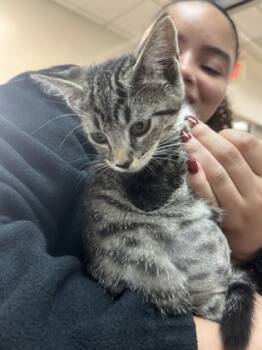 Rescue Domestic Short Hair Cats for Adoption in Houston, Texas - Thor | PetCurious