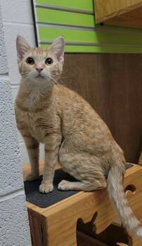 Rescue Domestic Short Hair Cats for Adoption in St. Peters, Missouri - MARNIE | PetCurious