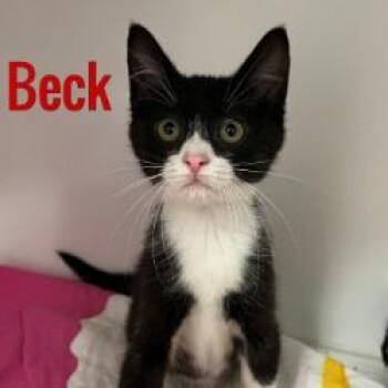 Beck -  Domestic Short Hair Cat for Adoption in Pleasantville, New Jersey - Beck | PetCurious