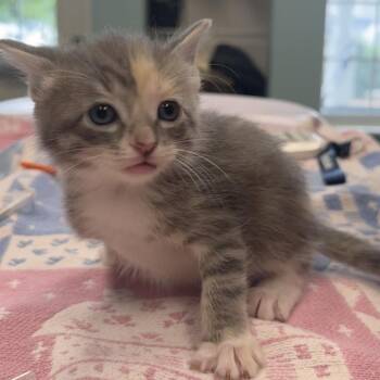 Primrose -  Domestic Short Hair Cat for Adoption in Saint Charles, Missouri - Primrose | PetCurious